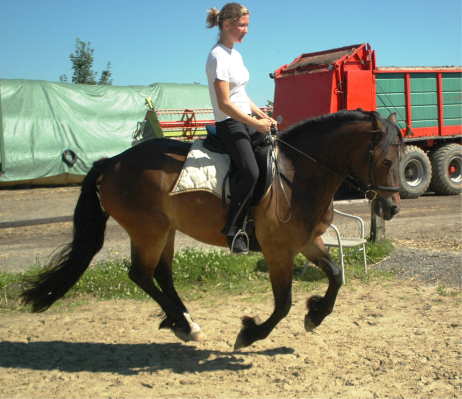 Galopp