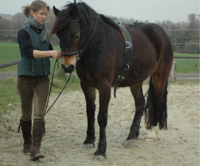 Travers auf der linken Hand